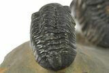 Two Detailed Reedops Trilobite - Atchana, Morocco #283857-9